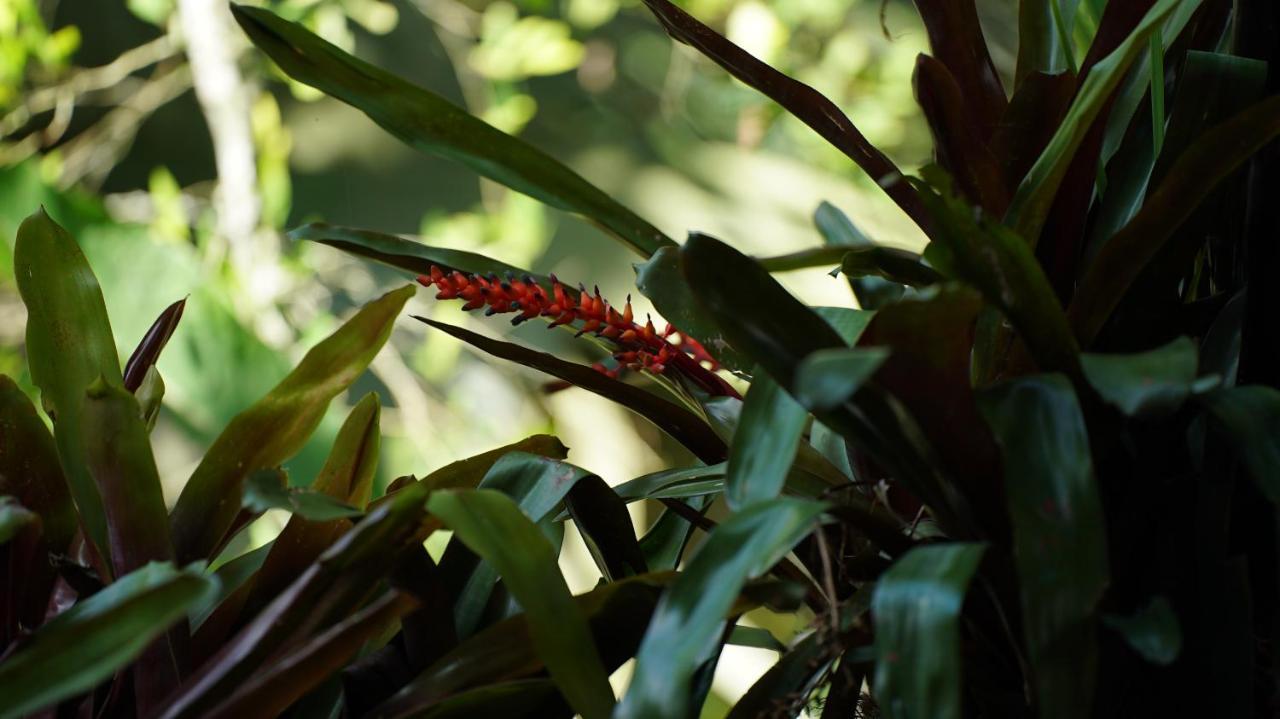 Finca La Argelia Quimbaya Buitenkant foto